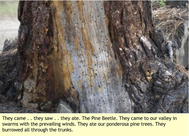 They came . . they saw . . they ate. The Pine Beetle. They came to our valley in swarms with the prevailing winds. They ate our ponderosa pine trees. They burrowed all through the trunks.