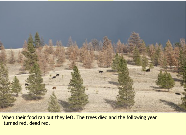 When their food ran out they left. The trees died and the following year turned red, dead red.